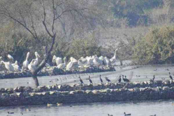 Bhillwara, bhilwara news, Rare species of birds in bhilwara, Latest news in bhilwara, Bhilwara News in hindi, Hindi News in bhilwara, Latest hindi news in bhilwara