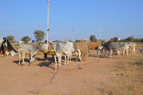 nagaur patrika hindi news