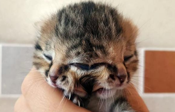 cat with 2 mouth and 3 eyes