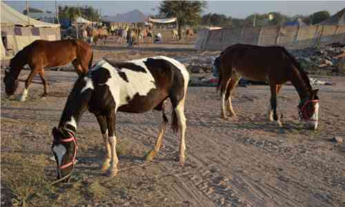 Nagaur Ramdev Pashu Mela 2018