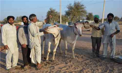 Nagaur Ramdev Pashu Mela 2018