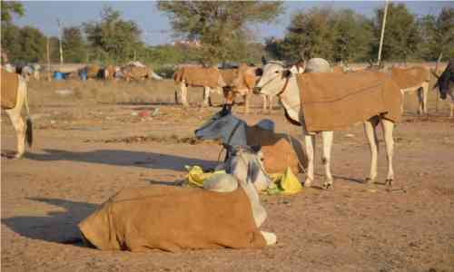 Nagaur Ramdev Pashu Mela 2018