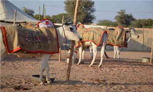 Nagaur Ramdev Pashu Mela 2018