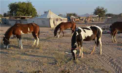 Nagaur Ramdev Pashu Mela 2018