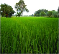 Learn how Lakhipati has become a common farmer