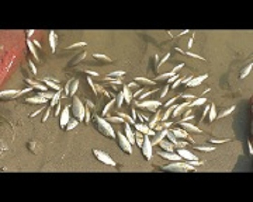fish died