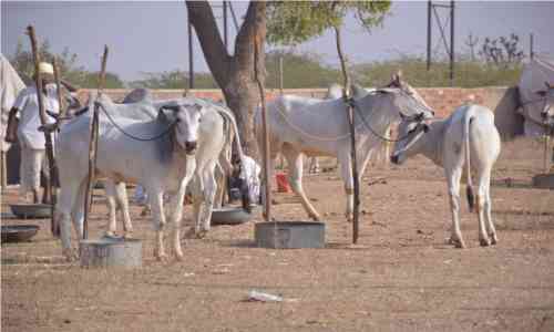Nagaur Ramdev Pashu Mela 2018