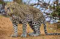 terror spread because panther comes here daily