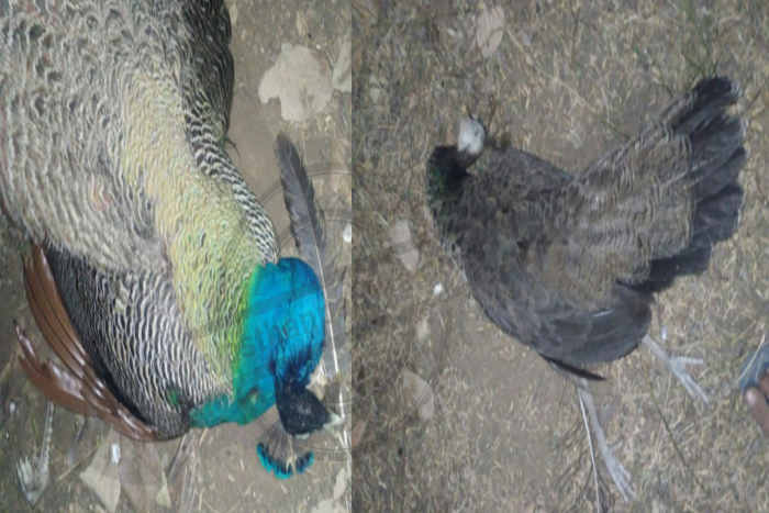 Bhilwara, bhilwara news, Poisonous grain killing 11 peacocks and two pheasants in bhilwara,  Latest news in bhilwara, Bhilwara News in hindi, Hindi News in bhilwara, Latest hindi news in bhilwara