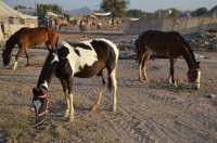 Nagaur Cattle fair news