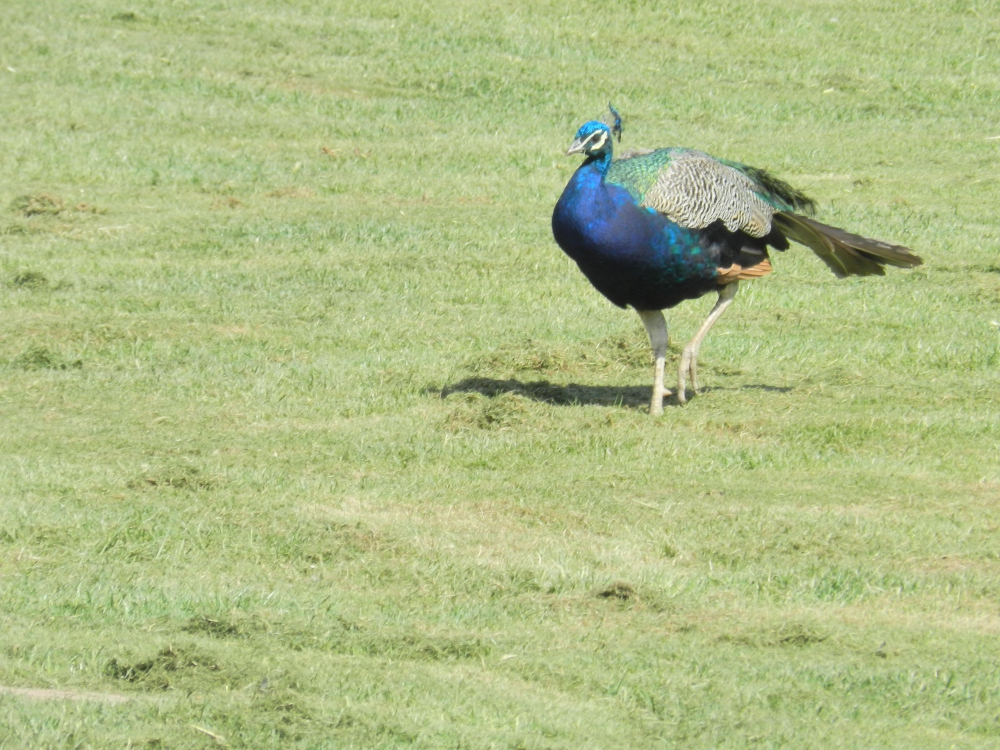 National bird peacock death due to rotting in dough