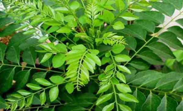 Mango and Curry leaves