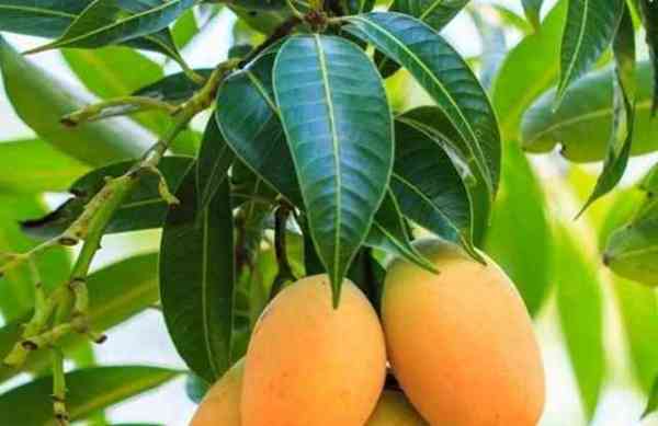 Mango and Curry leaves