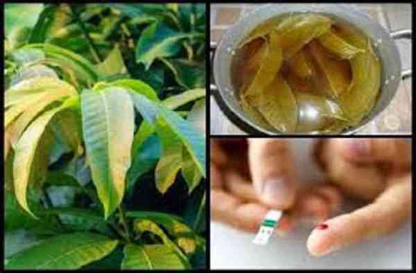 Mango and Curry leaves