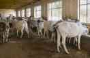 cow smugglers fire in cow house and ran away