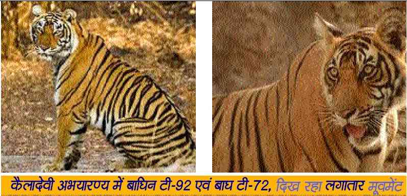 kaila devi abhyaran, Keladevi, Wildlife Sanctuary in Karauli rajasthan, Karauli rajasthan news today, karauli rajasthan hindi news, Kaila Devi
