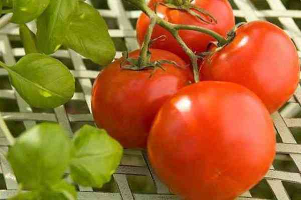 red tomatoes