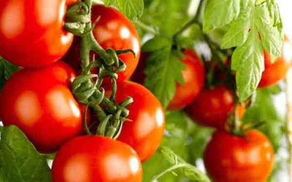 red tomatoes