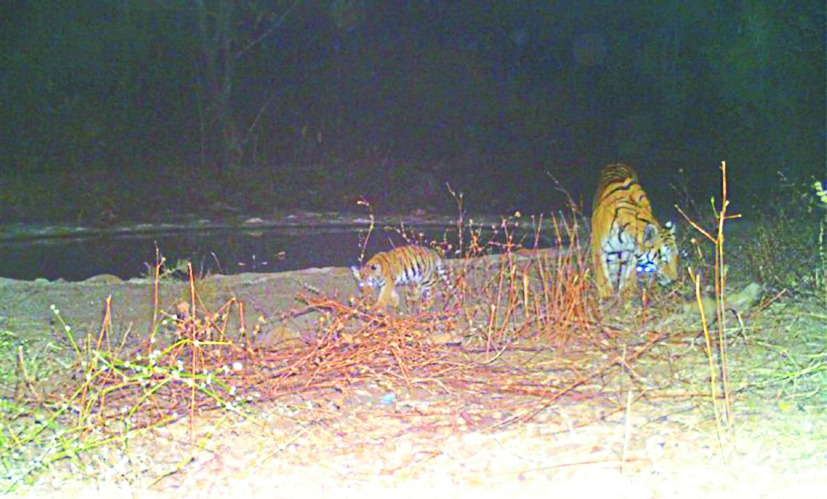 tiger