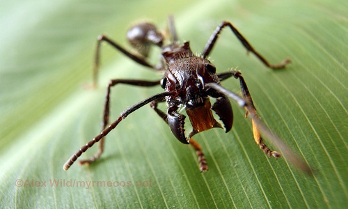 Ant