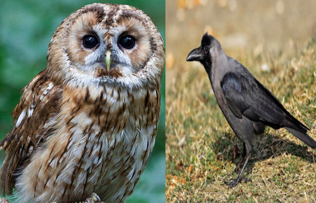 Shagun and apshagun in Hindi