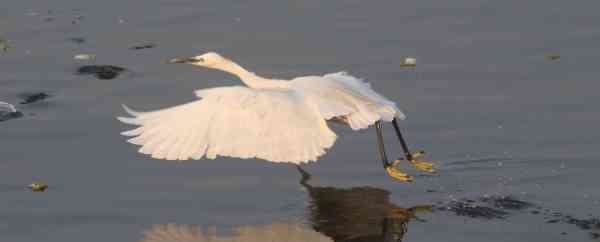 migratory bird attack on fish in anasagar lake