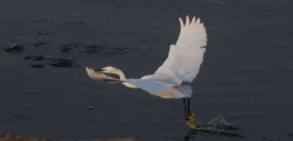 migratory bird attack on fish in anasagar lake