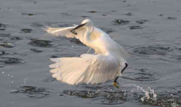 migratory bird attack on fish in anasagar lake