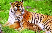 All India Tiger Estimation -2018