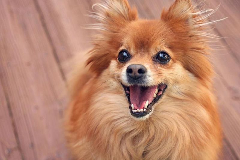 Pamelian Dog of the judge police searched in 15 days