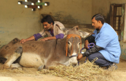 veterinary doctor