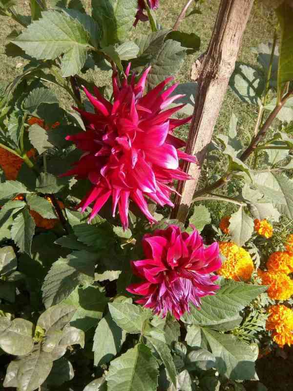 flower