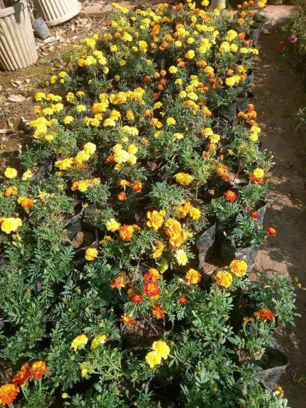 flower
