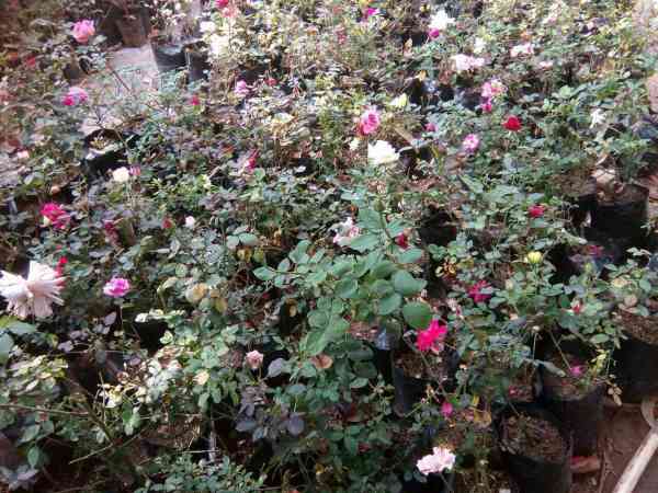 flower