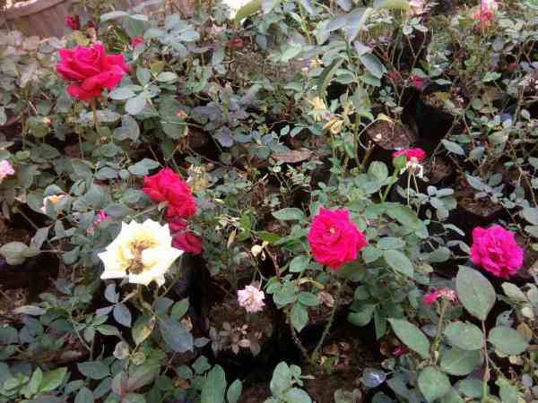 flower