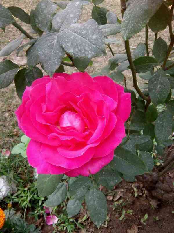 flower