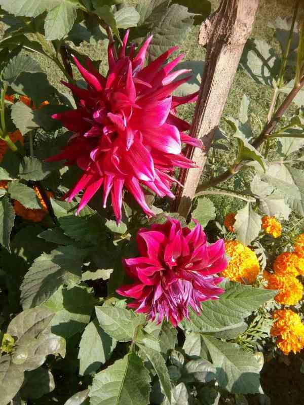 flower
