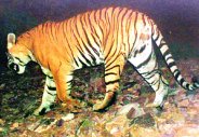  T-91 Tiger