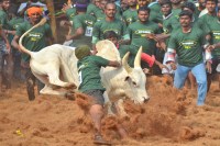 jalikattu festiwal