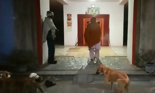 Animal in temple