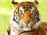 The tiger hunter arrested the accused but how the tiger died?