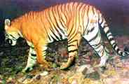 tiger