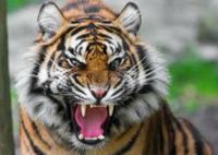 बाघ का हमला