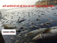 fish died in the dam broke kanota
