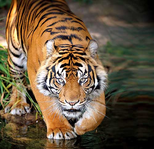 Tiger- Now the tiger hunts Movement showing here