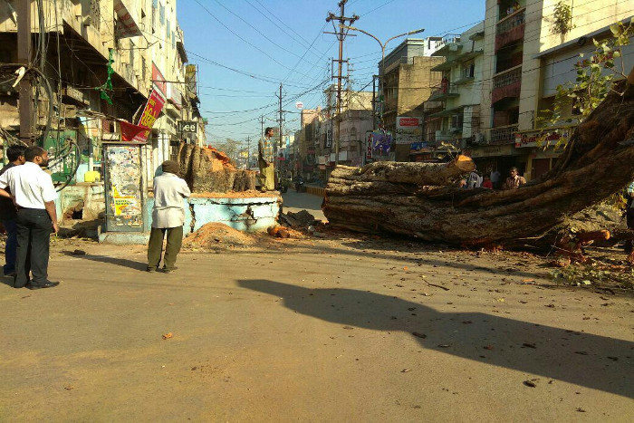 tree cut in raipur