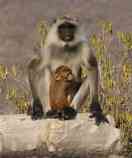 photos of ape giving protection to little baby monkey