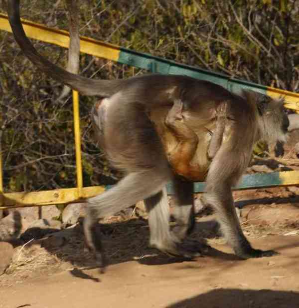photos of ape giving protection to little baby monkey