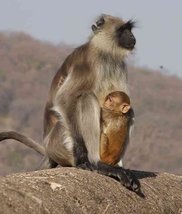 photos of ape giving protection to little baby monkey