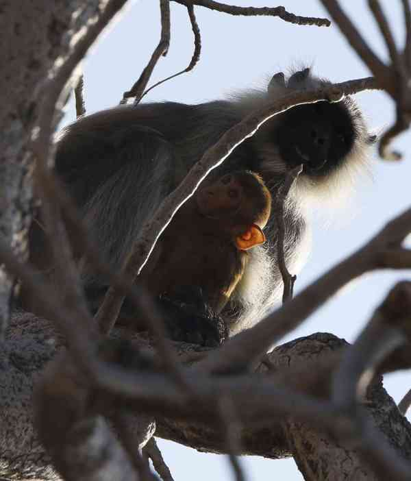 photos of ape giving protection to little baby monkey